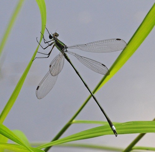 Male
2010_08_17_Macon_NC